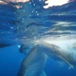 Underwater scene of a spotted whale shark swimming beside a snorkeler near a boat in blue ocean water.