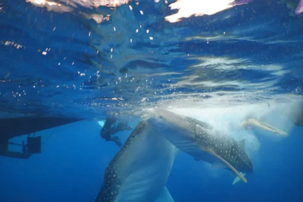 Underwater scene of a spotted whale shark swimming beside a snorkeler near a boat in blue ocean water.