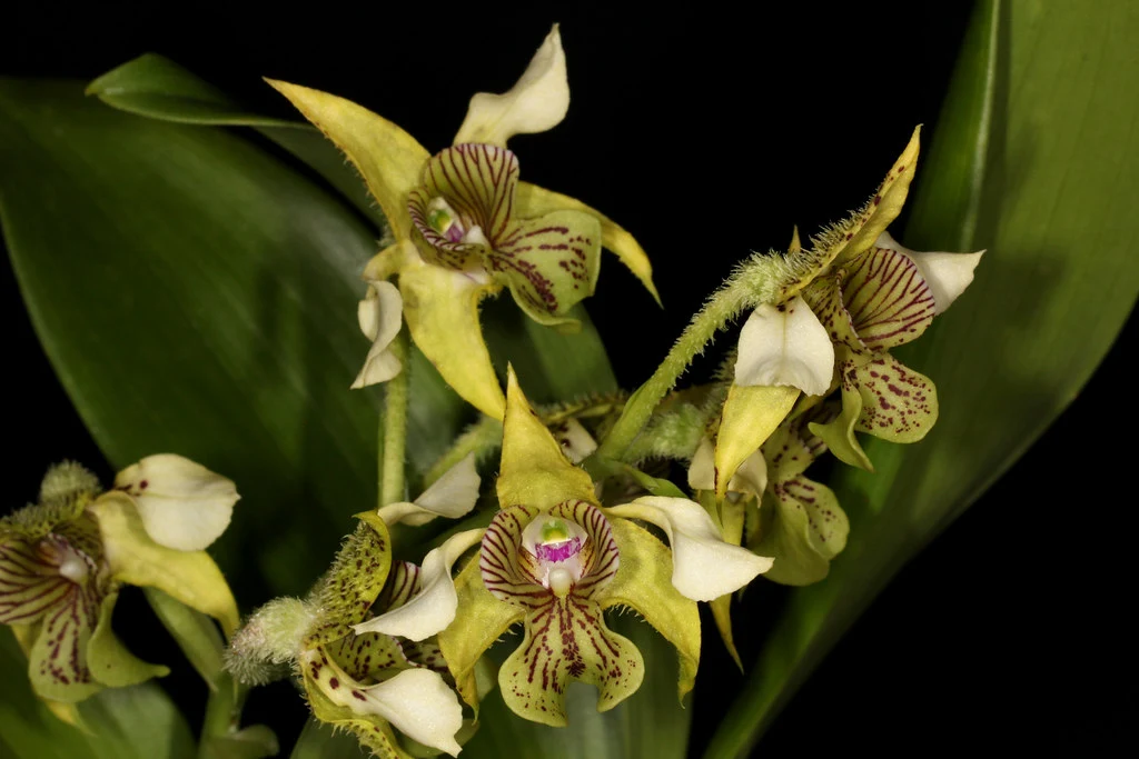 Cluster of yellow-green orchids with maroon striped lips on a dark background, close-up detail reveal fuzzy stems and green leaves