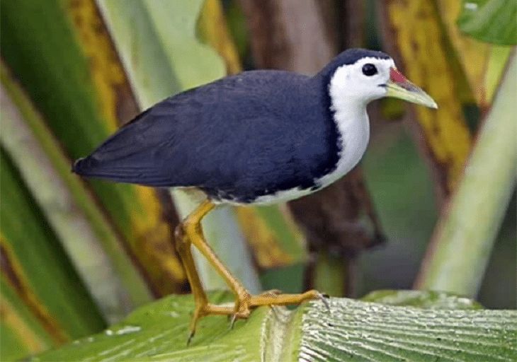 Black-and-white wading bird with yellow legs perched on a green leaf in a wetland setting, facing right.