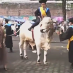 Graduate in a yellow-and-blue gown rides a white horse in a street parade, with spectators and colorful banners in the background.