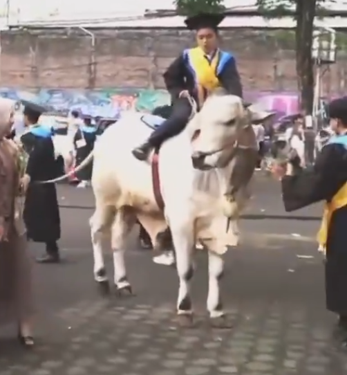 Graduate in a yellow-and-blue gown rides a white horse in a street parade, with spectators and colorful banners in the background.