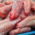 Pile of raw pink fish fillets in a blue plastic tray/bin.
