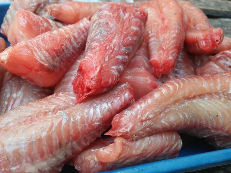Pile of raw pink fish fillets in a blue plastic tray/bin.