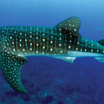 Whale shark swimming through clear blue ocean with white spots along its body, a gentle giant gliding over the seabed.