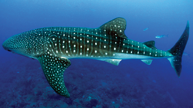 Whale shark swimming through clear blue ocean with white spots along its body, a gentle giant gliding over the seabed.