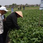 People wearing hats and jackets inspect dense green crops in a field, as onlookers photograph the scene and a signboard stands nearby