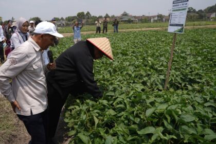 People wearing hats and jackets inspect dense green crops in a field, as onlookers photograph the scene and a signboard stands nearby