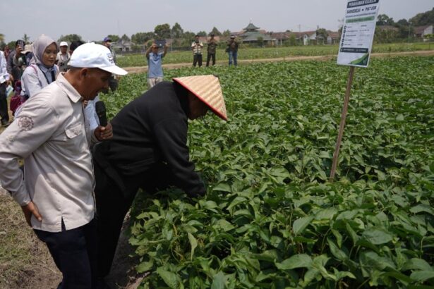 People wearing hats and jackets inspect dense green crops in a field, as onlookers photograph the scene and a signboard stands nearby