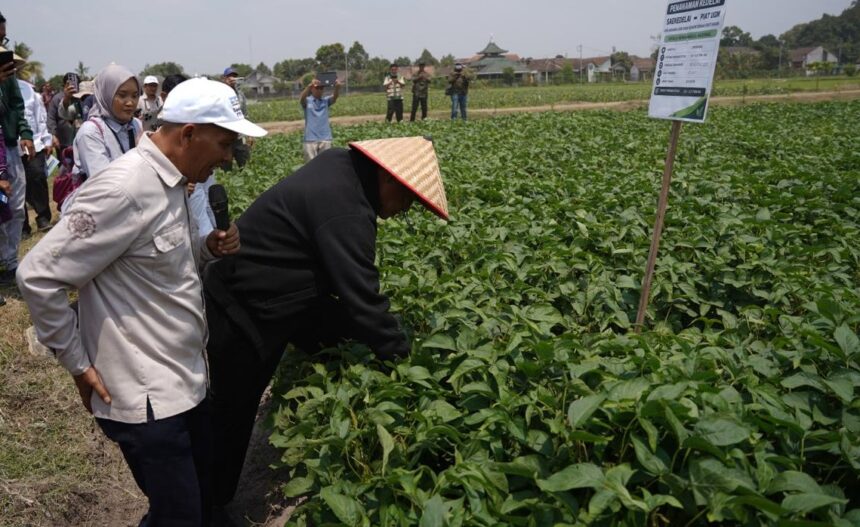 People wearing hats and jackets inspect dense green crops in a field, as onlookers photograph the scene and a signboard stands nearby