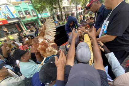 Crowd reaching toward a brown-and-white chicken being handed into a truck on a crowded city street with onlookers and police in the background.