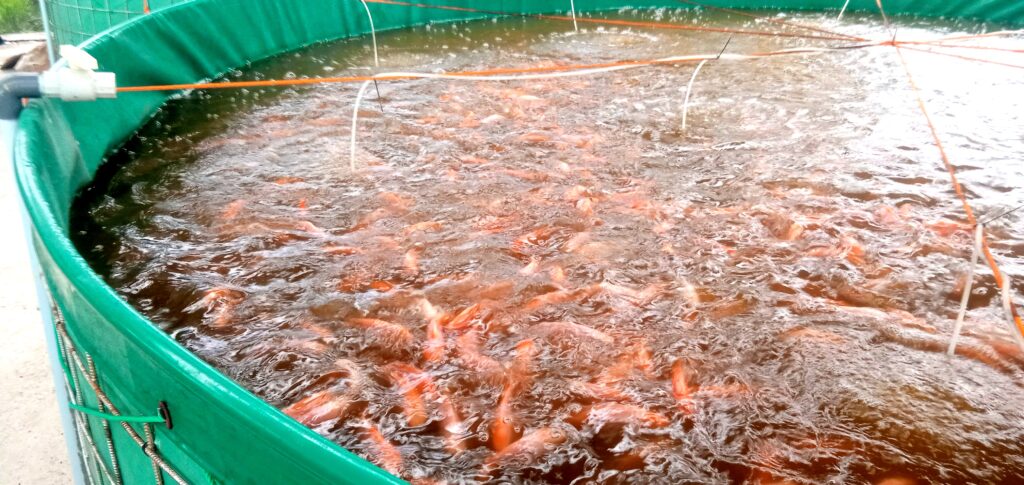 IMG_20260612_150531 - Mabur.co Round green koi pond filled with dozens of orange koi fish swimming in brown water.