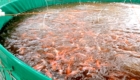 Round green koi pond filled with dozens of orange koi fish swimming in brown water.