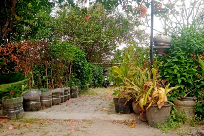 Paved garden path lined with uniform pots containing various green plants, with dried brown leaves and pink petals on the ground.