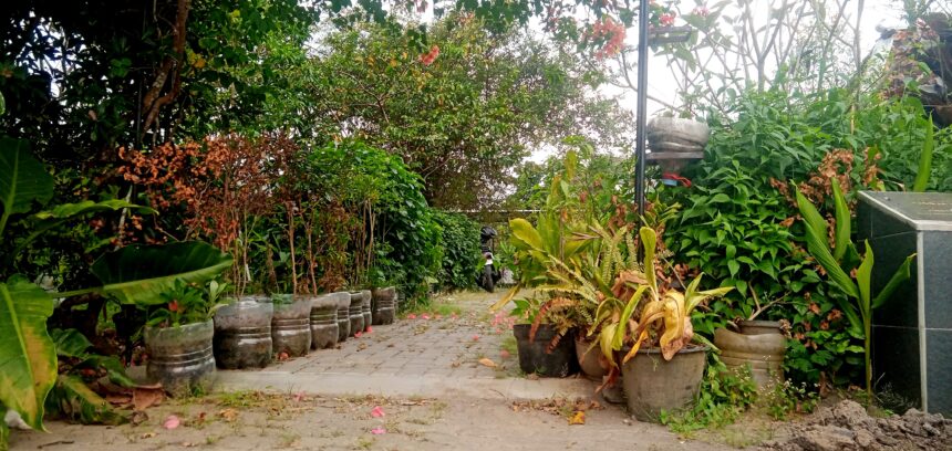 IMG_20260612_151214 - Mabur.co Paved garden path lined with uniform pots containing various green plants, with dried brown leaves and pink petals on the ground.