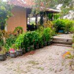 Brick-paved walkway flanked by plastic pots with plants, a small house on the left, and a motorcycle parked among trees on the right.