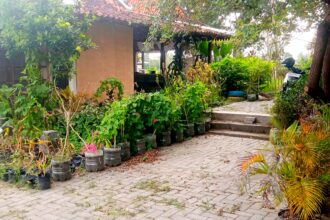 Brick-paved walkway flanked by plastic pots with plants, a small house on the left, and a motorcycle parked among trees on the right.