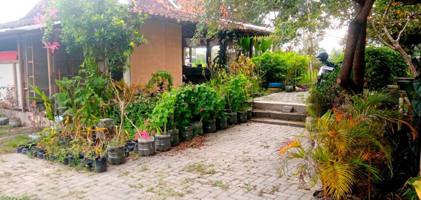 IMG_20260612_151613 - Mabur.co Brick-paved walkway flanked by plastic pots with plants, a small house on the left, and a motorcycle parked among trees on the right.