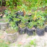 Rows of black plastic bags used as plant pots with green seedlings along a garden edge.