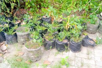Rows of black plastic bags used as plant pots with green seedlings along a garden edge.