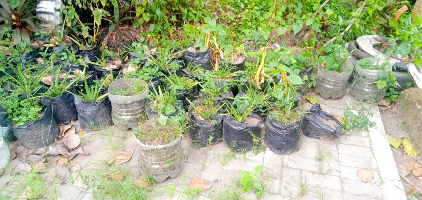 Rows of black plastic bags used as plant pots with green seedlings along a garden edge.