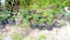 Rows of black plastic bags used as plant pots with green seedlings along a garden edge.