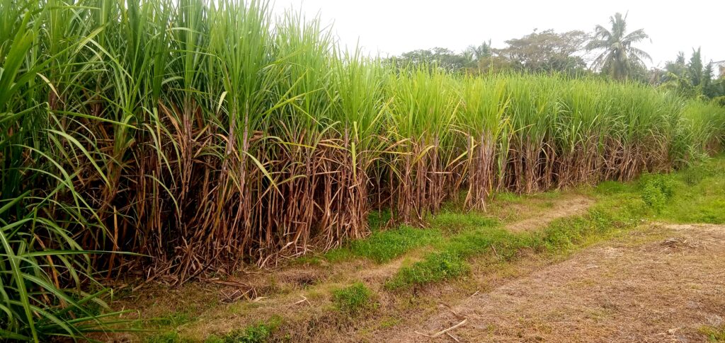IMG_20260612_151747 - Mabur.co Rows of tall sugarcane plants growing along a dirt path with trees in the background, forming a thick green field.