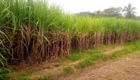 Rows of tall sugarcane plants growing along a dirt path with trees in the background, forming a thick green field.