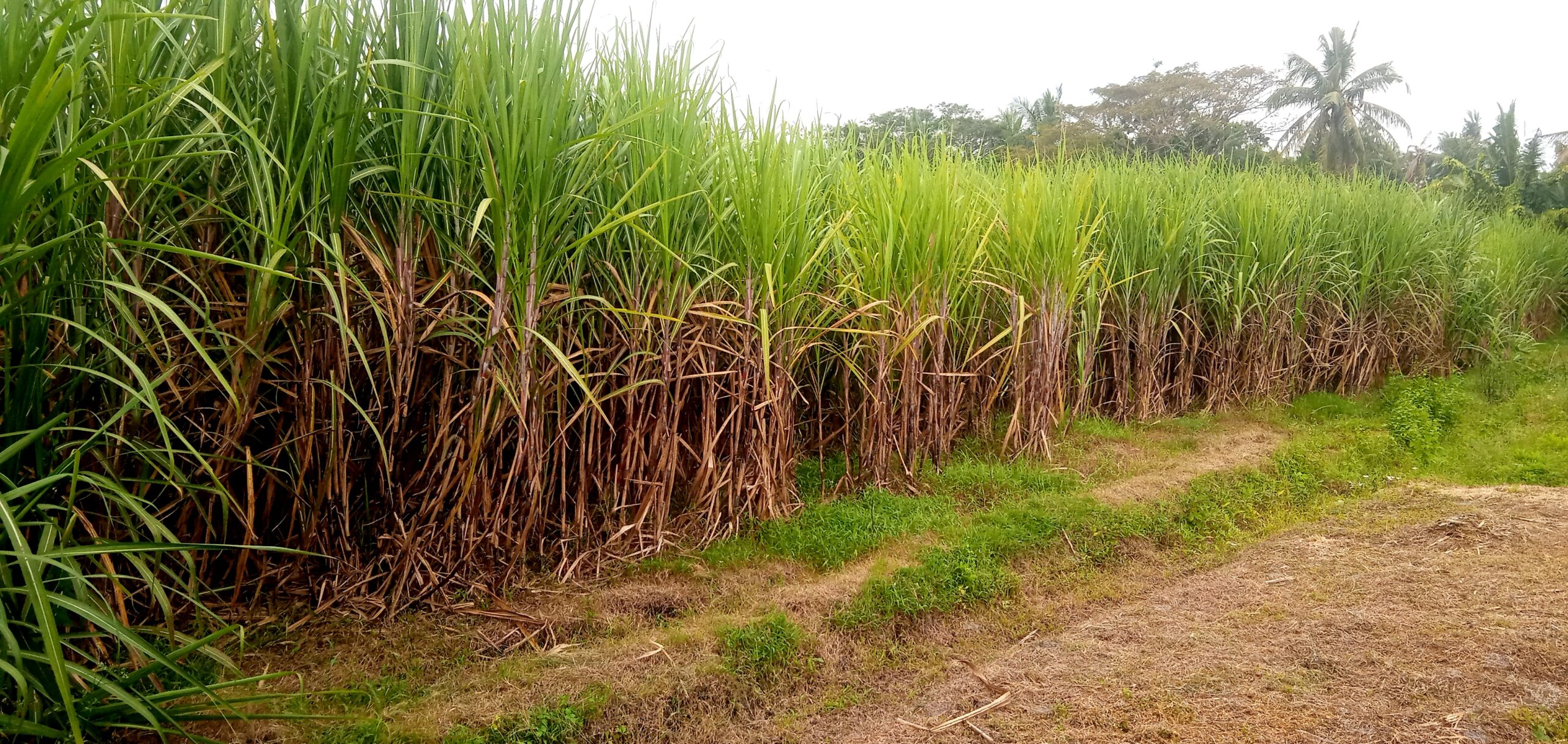 Rows of tall sugarcane plants growing along a dirt path with trees in the background, forming a thick green field.