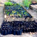 Rows of black plastic seedling bags filled with young plants in a garden nursery setting.