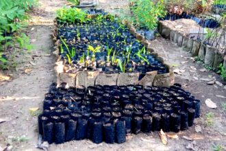 Rows of black plastic seedling bags filled with young plants in a garden nursery setting.