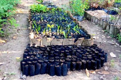 Rows of black plastic seedling bags filled with young plants in a garden nursery setting.