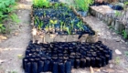 Rows of black plastic seedling bags filled with young plants in a garden nursery setting.