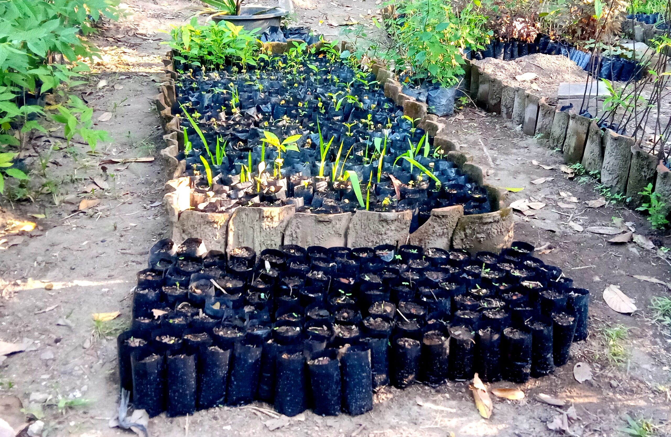 Rows of black plastic seedling bags filled with young plants in a garden nursery setting.