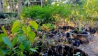 Garden scene with numerous potted plants in black bags, sunlit foliage in the foreground.