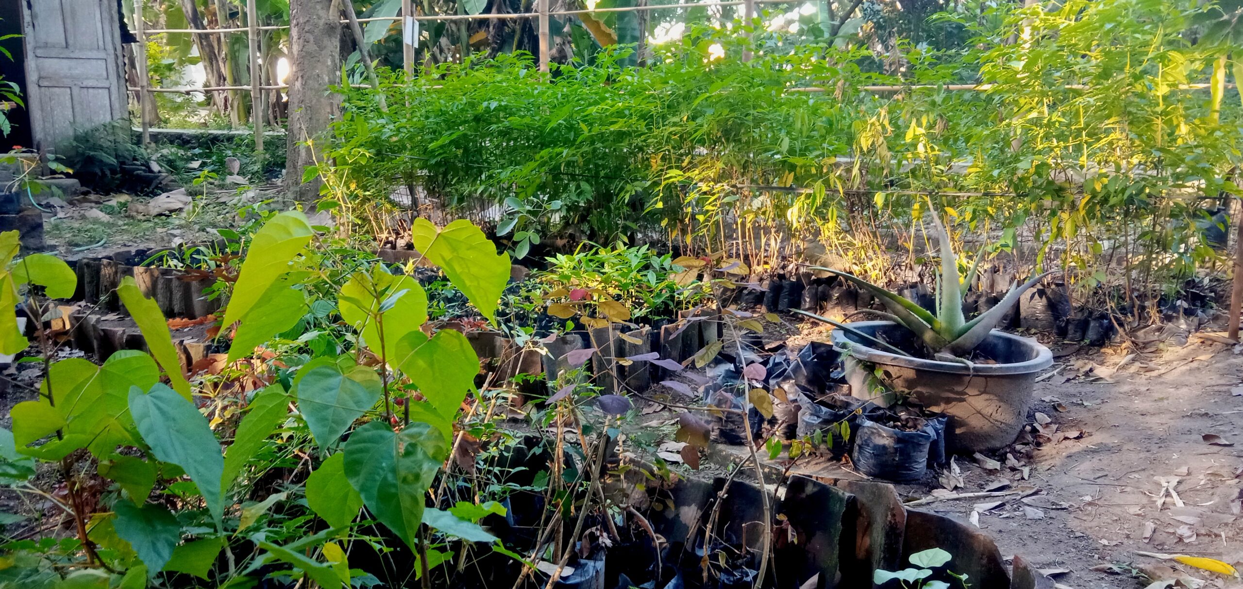 Garden scene with numerous potted plants in black bags, sunlit foliage in the foreground.