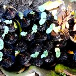 Young seedlings in black nursery pots arranged in soil, with round green leaves and red stems, plus fallen leaves nearby in a garden bed.