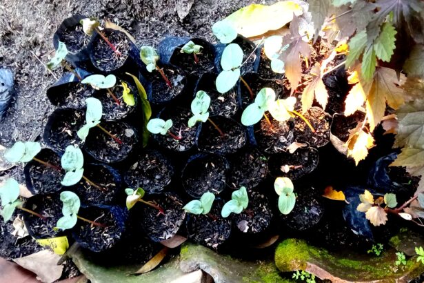 Young seedlings in black nursery pots arranged in soil, with round green leaves and red stems, plus fallen leaves nearby in a garden bed.