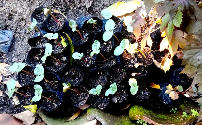 Young seedlings in black nursery pots arranged in soil, with round green leaves and red stems, plus fallen leaves nearby in a garden bed.