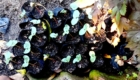 Young seedlings in black nursery pots arranged in soil, with round green leaves and red stems, plus fallen leaves nearby in a garden bed.