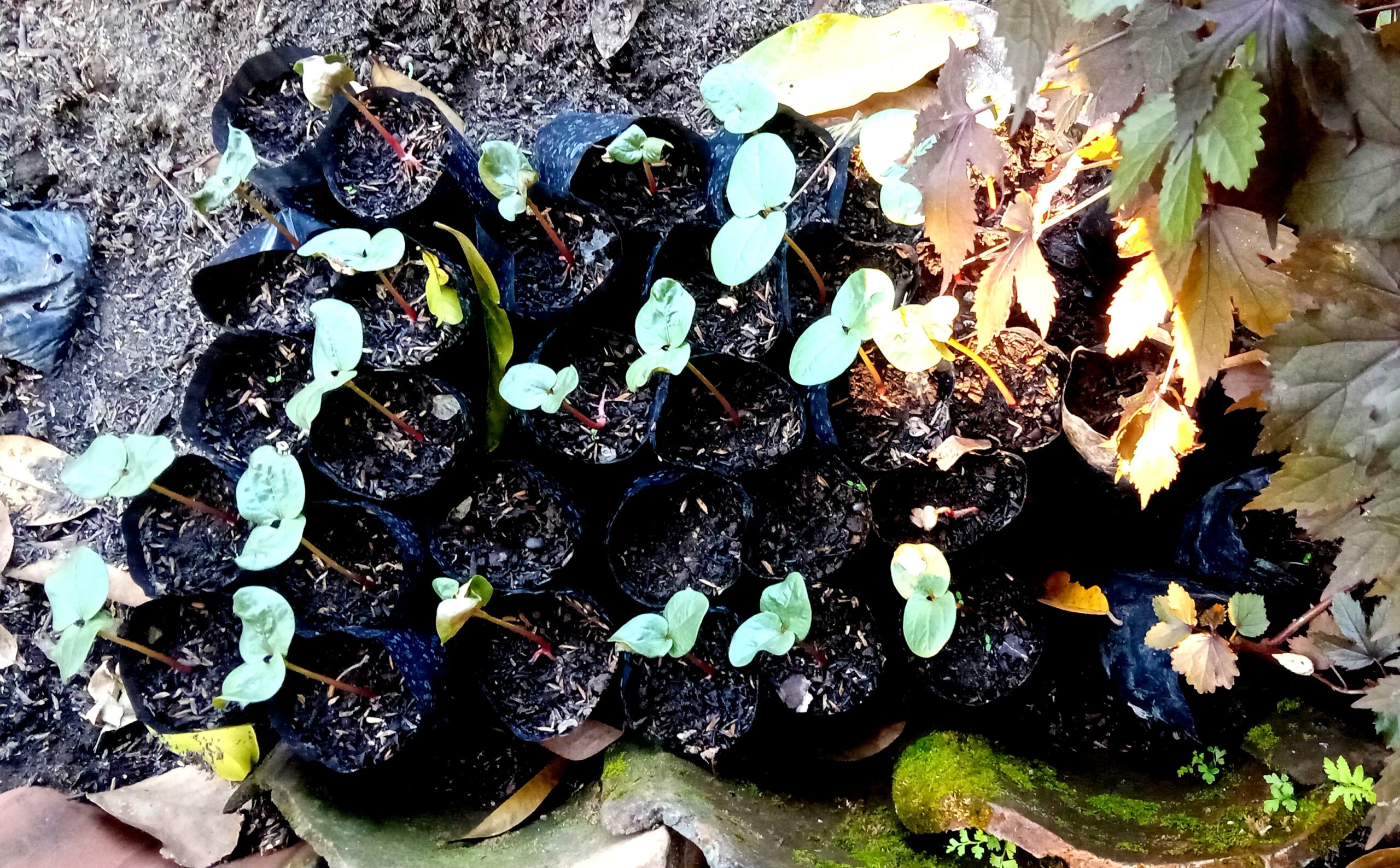 Young seedlings in black nursery pots arranged in soil, with round green leaves and red stems, plus fallen leaves nearby in a garden bed.