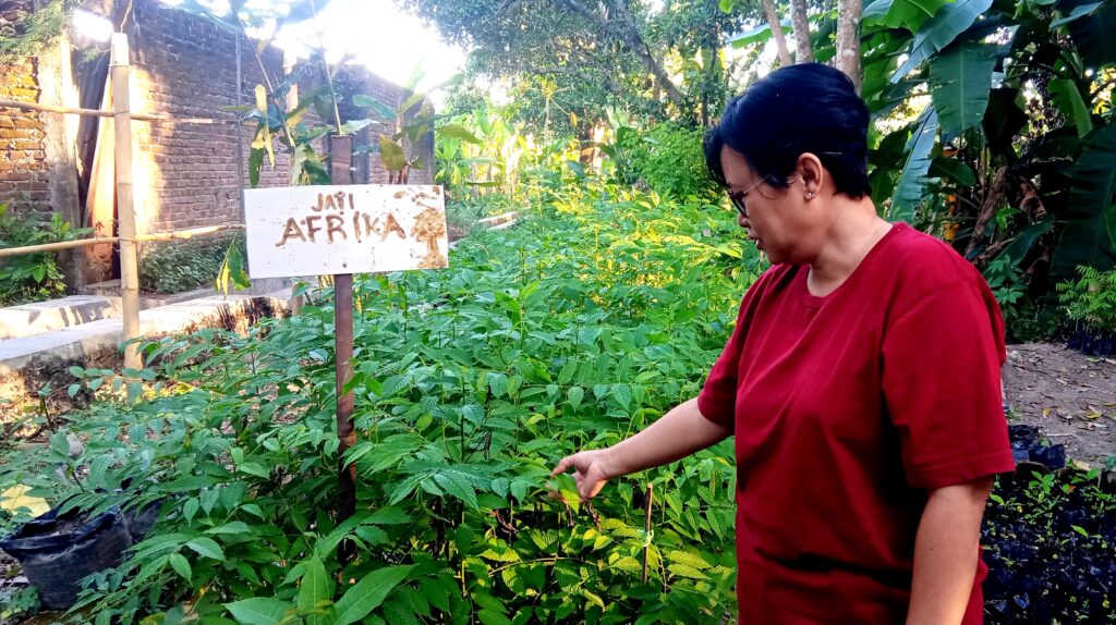 IMG_20260707_161338 - Mabur.co Person in a red shirt standing in a lush garden with tall green plants and a weathered sign reading'JATI AFRIKA' on a wooden post