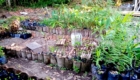 Raised garden bed with young plants in black plastic bags along a brick border in a neglected yard.