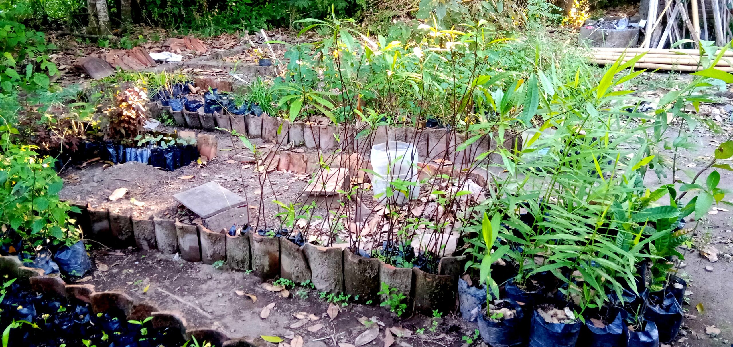 Raised garden bed with young plants in black plastic bags along a brick border in a neglected yard.