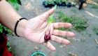 Hand holding a small seedling with green leaves and exposed roots outdoors in soil.