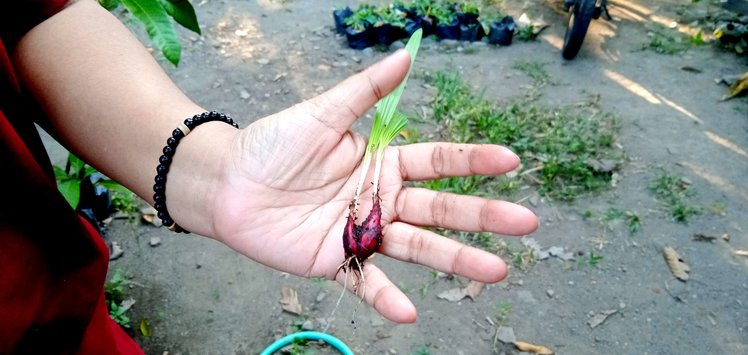 Hand holding a small seedling with green leaves and exposed roots outdoors in soil.