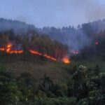 Forest hillside on fire with flames weaving through trees and smoke drifting overhead.