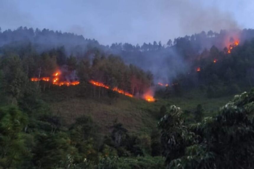 Forest hillside on fire with flames weaving through trees and smoke drifting overhead.
