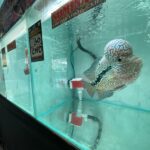 Large spotted fish in a turquoise aquarium tank with signage stuck to the glass and a red valve at the bottom right corner