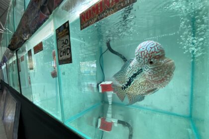 Large spotted fish in a turquoise aquarium tank with signage stuck to the glass and a red valve at the bottom right corner